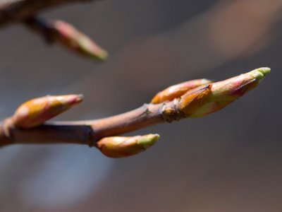 Ribes sanguineum 'Pulborough Scarlet' - meruzalka krvavá - pupen